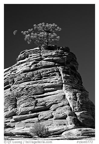 Lone pine on sandstone swirl, Zion Plateau. Zion National Park, Utah, USA.