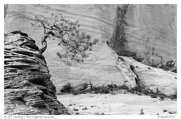 Lone pine on sandstone swirl and cliff, Zion Plateau. Zion National Park, Utah, USA.