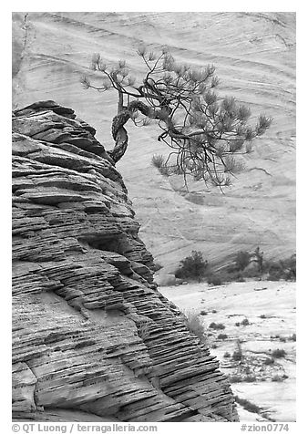 Lone pine on sandstone swirl and rock wall, Zion Plateau. Zion National Park, Utah, USA.