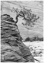 Lone pine on sandstone swirl and rock wall, Zion Plateau. Zion National Park, Utah, USA. (black and white)