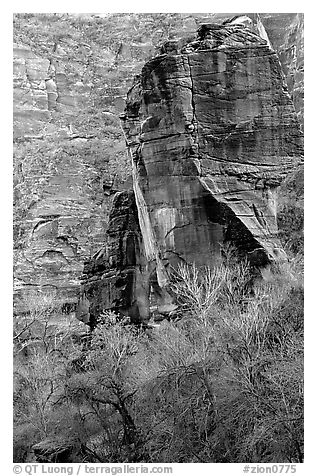 The Pulpit and bare trees, Zion Canyon. Zion National Park (black and white)