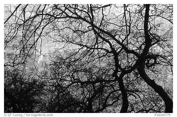 Canyon walls seen through bare trees, Zion Canyon. Zion National Park (black and white)