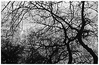 Canyon walls seen through bare trees, Zion Canyon. Zion National Park, Utah, USA. (black and white)