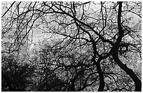 Canyon walls seen through bare trees, Zion Canyon. Zion National Park, Utah, USA. (black and white)