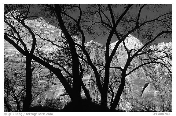 Canyon walls seen through bare trees, Zion Canyon. Zion National Park (black and white)