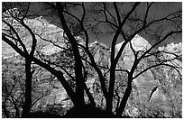 Canyon walls seen through bare trees, Zion Canyon. Zion National Park, Utah, USA. (black and white)