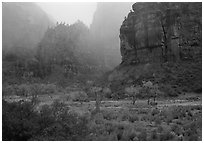Rainy afternoon, Zion Canyon. Zion National Park, Utah, USA. (black and white)