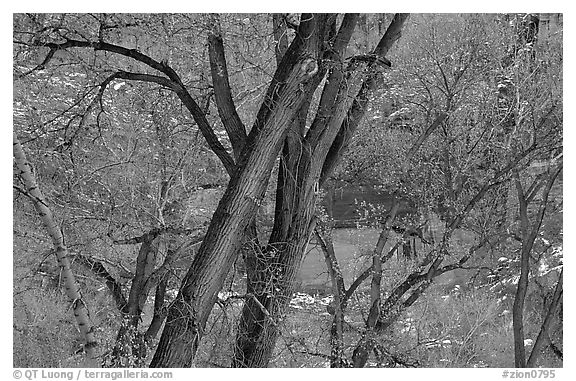 Cottonwood trees in winter, Zion Canyon. Zion National Park, Utah, USA.