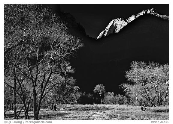 Bare cottonwoods and shadows near Zion Lodge. Zion National Park, Utah, USA.