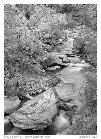 Boulders and Virgin River in the fall. Zion National Park (black and white)