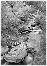 Boulders and Virgin River in  fall. Zion National Park, Utah, USA. (black and white)