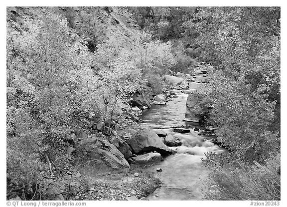 Virgin river, trees, and boulders. Zion National Park (black and white)