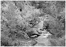 Virgin river, trees in fall foliage, and boulders. Zion National Park, Utah, USA. (black and white)