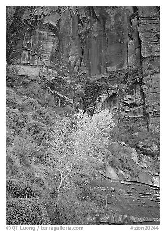 Yellow bright tree and red cliffs. Zion National Park, Utah, USA.