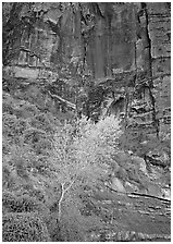 Yellow bright tree and red cliffs. Zion National Park, Utah, USA. (black and white)