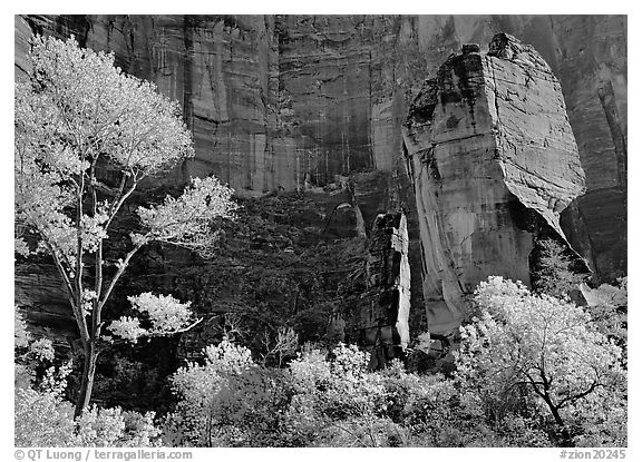 Tree in autumn foliage and the Pulpit, temple of Sinawava. Zion National Park, Utah, USA.