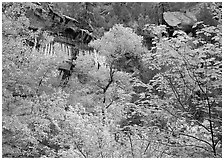 Cliff, waterfall, and trees in fall colors, near  first Emerald Pool. Zion National Park, Utah, USA. (black and white)