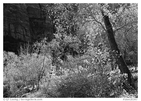 Backlit trees and shrubs in autumn. Zion National Park, Utah, USA.