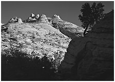 Pine and hoodoos near Canyon View, early morning. Zion National Park ( black and white)
