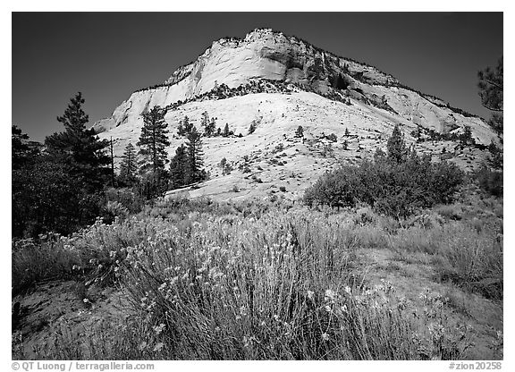 Sage flowers and colorful sandstone formations. Zion National Park (black and white)