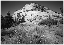 Sage flowers and colorful sandstone formations. Zion National Park ( black and white)