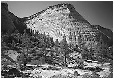 Pine trees and Checkerboard Mesa, morning. Zion National Park, Utah, USA. (black and white)