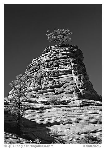 Moon and pine on red sandstone, Zion Plateau. Zion National Park, Utah, USA.