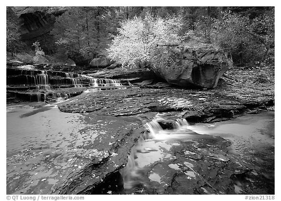 Terraced cascades and tree in fall foliage, Left Fork of the North Creek. Zion National Park, Utah, USA.