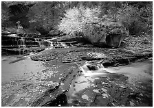 Terraced cascades and tree in fall foliage, Left Fork of the North Creek. Zion National Park, Utah, USA. (black and white)