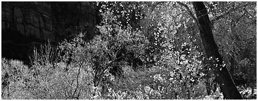 Autumn colors and cliffs. Zion National Park (Panoramic black and white)