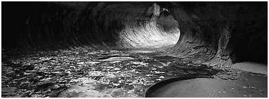 Tunnel-like opening and autumn leaves. Zion National Park (Panoramic black and white)