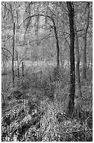 Bare trees, bog, and cliffs. Zion National Park ( black and white)