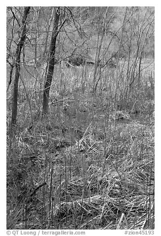 Rare desert swampy area. Zion National Park (black and white)