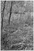 Rare desert swampy area. Zion National Park ( black and white)