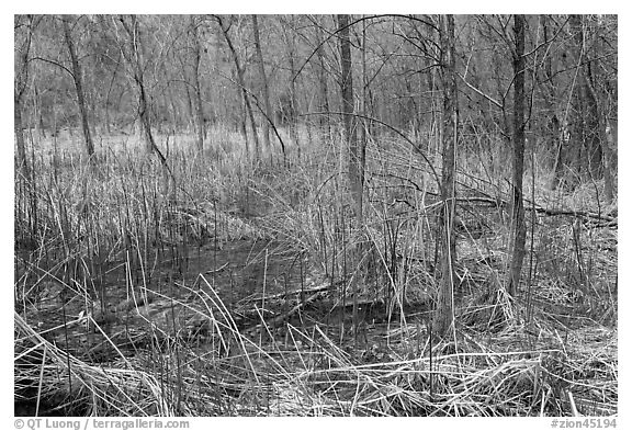 Rare desert boggy area. Zion National Park (black and white)