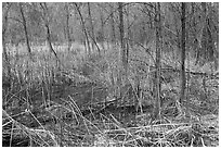 Rare desert boggy area. Zion National Park ( black and white)