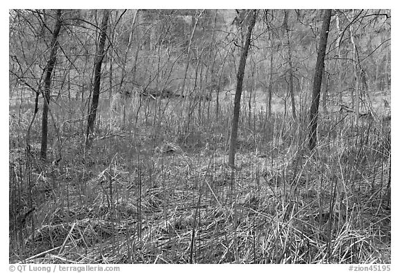 Desert swamp. Zion National Park (black and white)