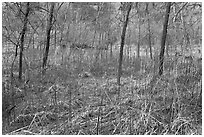 Desert swamp. Zion National Park ( black and white)