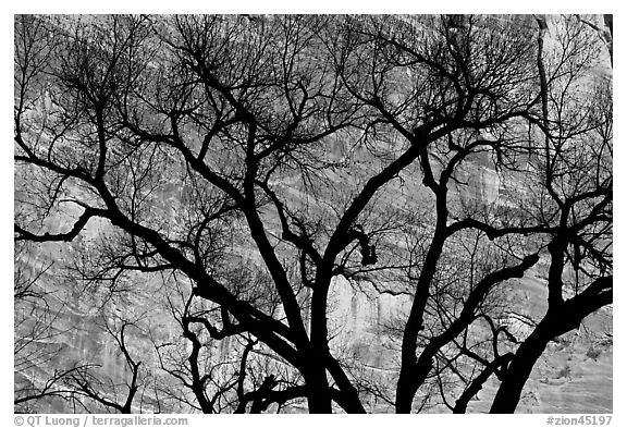 Dendritic pattern of tree branches against red cliffs. Zion National Park, Utah, USA.