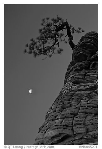 Pine tree and half-moon at dawn. Zion National Park, Utah, USA.
