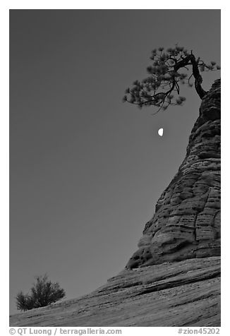 Bush, half-moon, and pine tree, twilight. Zion National Park (black and white)