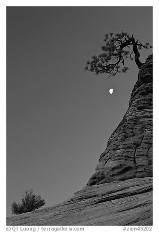 Bush, half-moon, and pine tree, twilight. Zion National Park, Utah, USA.