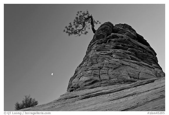 Tree growing out of sandstone tower with moon. Zion National Park, Utah, USA.