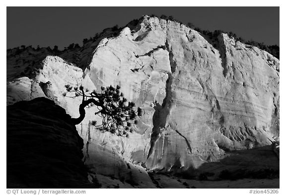 Tree in silhouette and cliff at sunrise, Zion Plateau. Zion National Park (black and white)