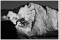 Tree in silhouette and cliff at sunrise, Zion Plateau. Zion National Park ( black and white)