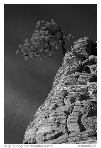 Tree growing out of twisted sandstone, Zion Plateau. Zion National Park, Utah, USA.