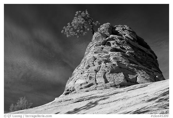 Twisted sandstone formation topped by tree. Zion National Park, Utah, USA.