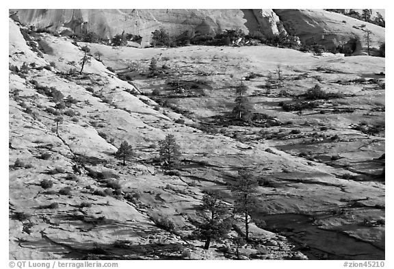 Trees growing out of sandstone slabs, Zion Plateau. Zion National Park, Utah, USA.