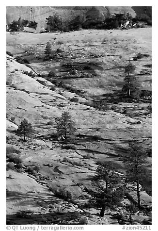 Pine trees and sandstone slabs, Zion Plateau. Zion National Park, Utah, USA.