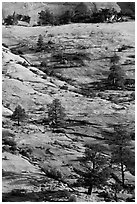 Pine trees and sandstone slabs, Zion Plateau. Zion National Park, Utah, USA. (black and white)